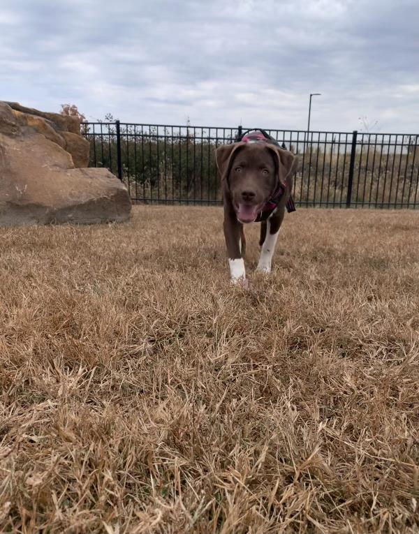 /Images/uploads/Warrick Parks Foundation/pippero-pup-park/entries/27783thumb.jpg